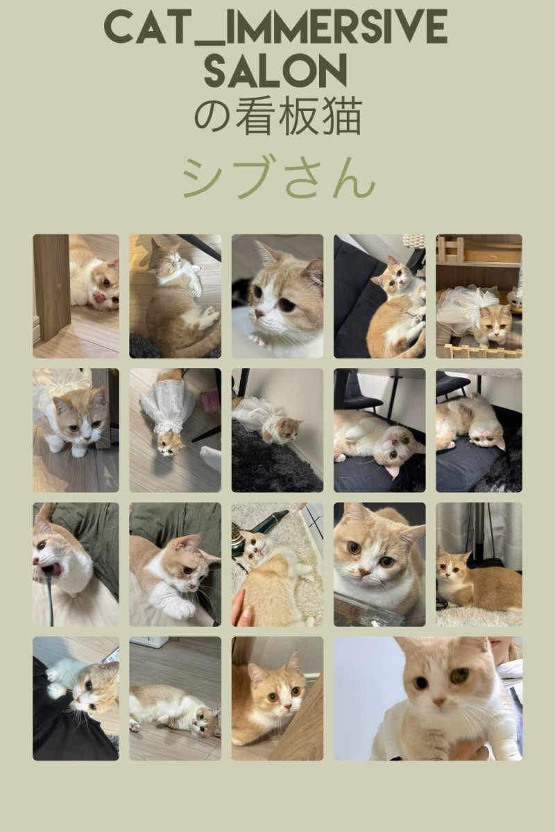 【看板猫　紹介日記②】