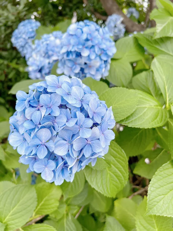 梅雨ってもう終わる？？