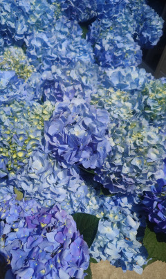 都会の花園