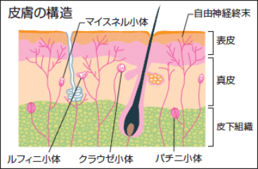『乳 房』への刺激