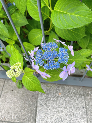 癒し