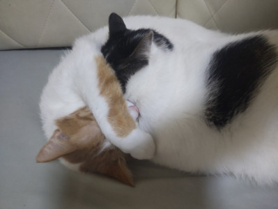 雨模様と猫のカタチ
