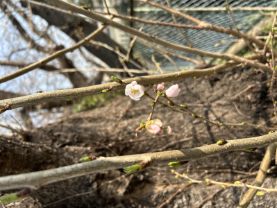 お花見れない、、、。