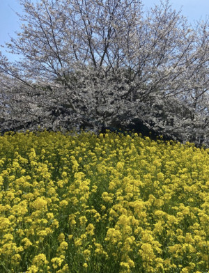 桜満開の中の宣材写真撮影
