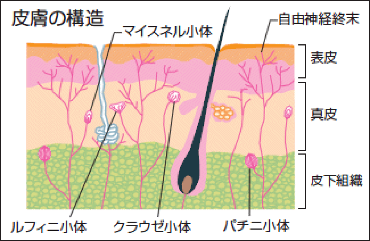『乳 房』への刺激