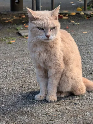 野良猫ちゃんのように強く生きる?