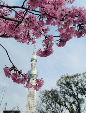 梅・桜