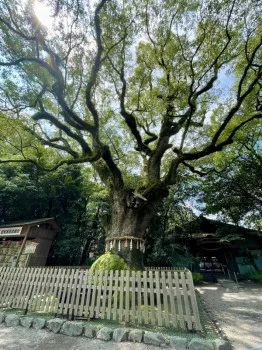 熱田神宮の御神木