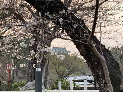 お花見