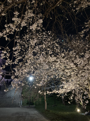 初めまして
