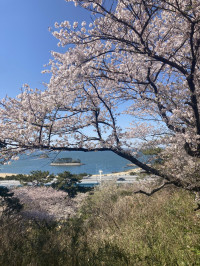 まだまだ桜！