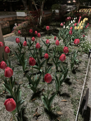 桜の次はチューリップ