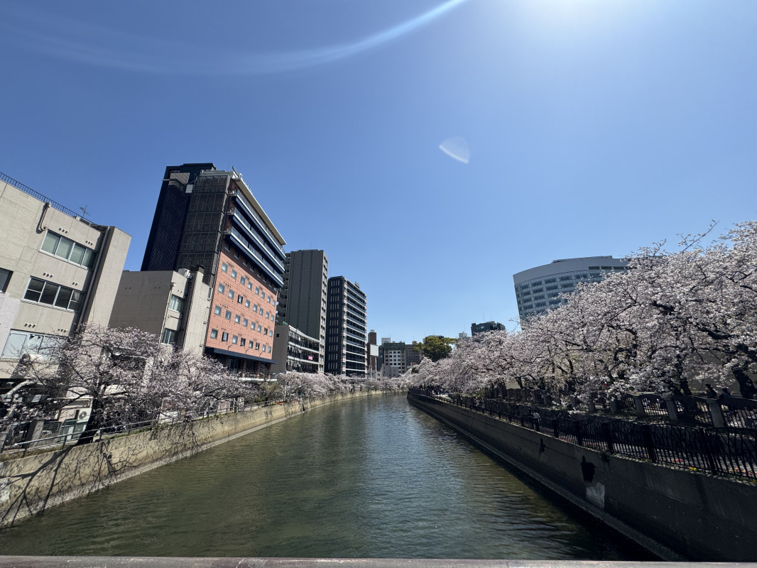 お花見しました！