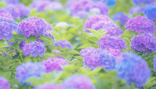 紫陽花デート