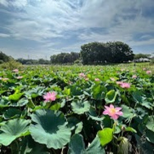 東京で蓮の花が見れるポイント①