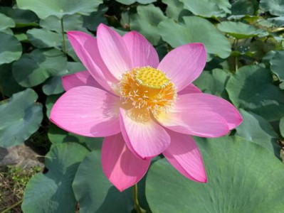東京でハスの花が見られるポイント③