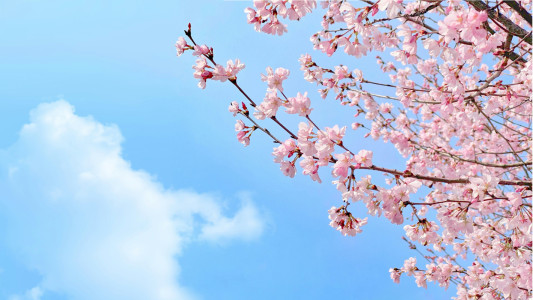 桜の花言葉