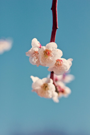 あなたの咲かせる花