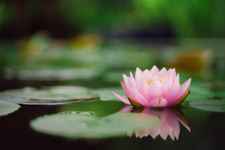 ハスの花言葉は…