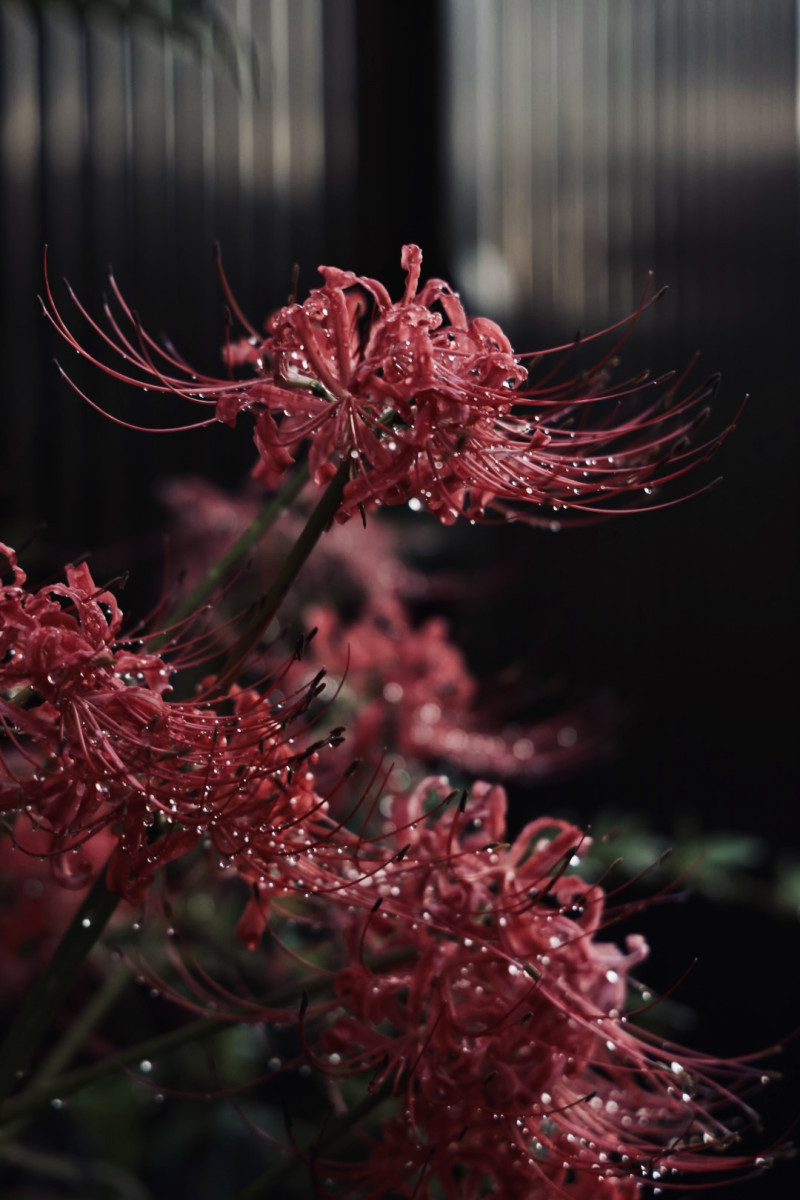 地に露華あり