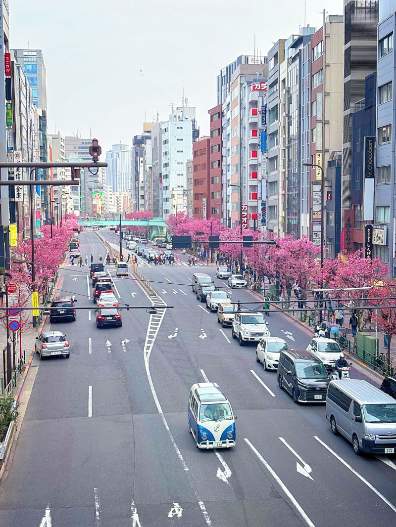 陽光桜