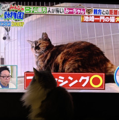 どう？喧嘩してる？