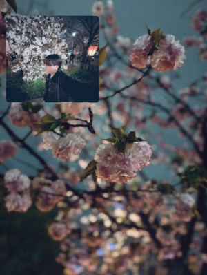 桜の下で運営さんに謝りたい