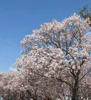 桜