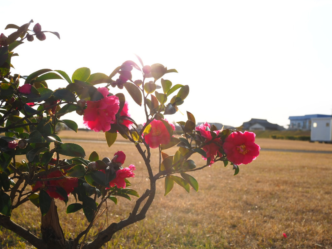 お花