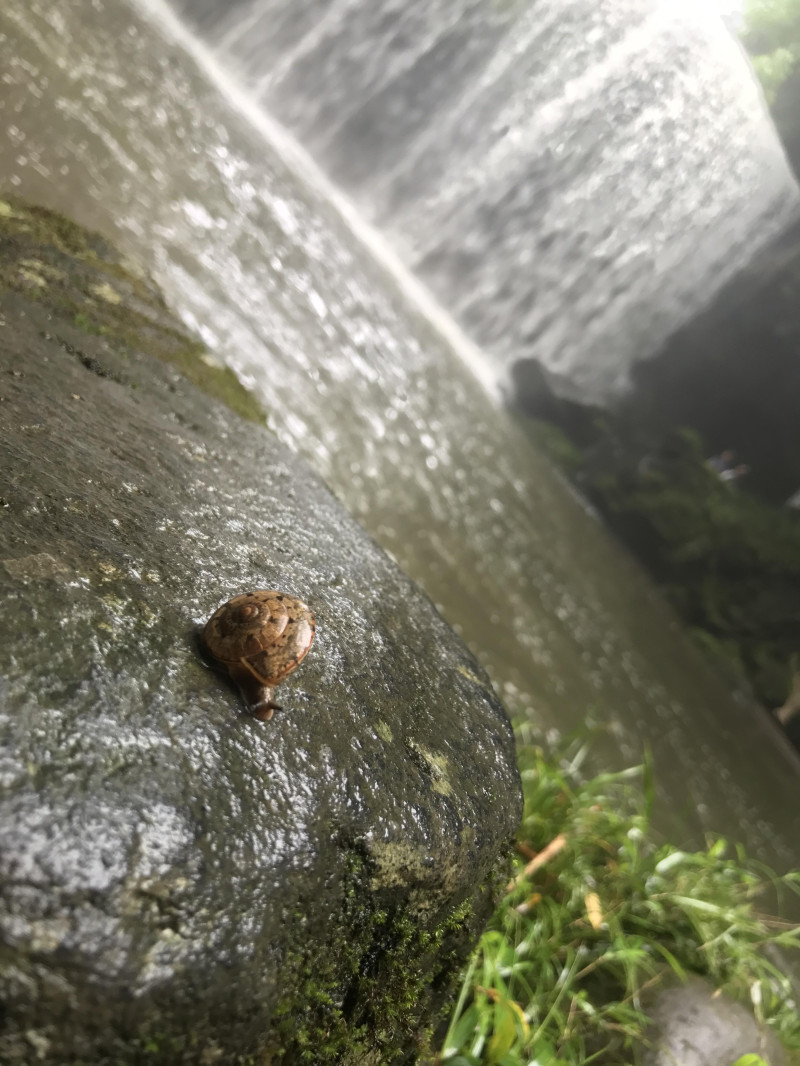 カタツムリの見る世界の広さ