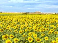 9月以降の出勤について