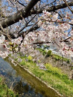 新たなスタート 桜を撮りに?