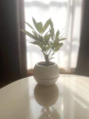 やがて光は　妖しく照らしだす