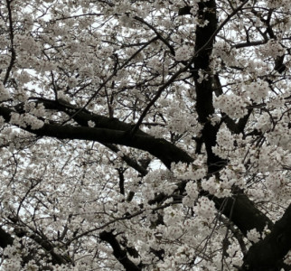 公園のお花見?