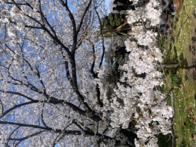 桜祭り?