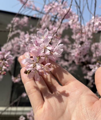 桜の季節