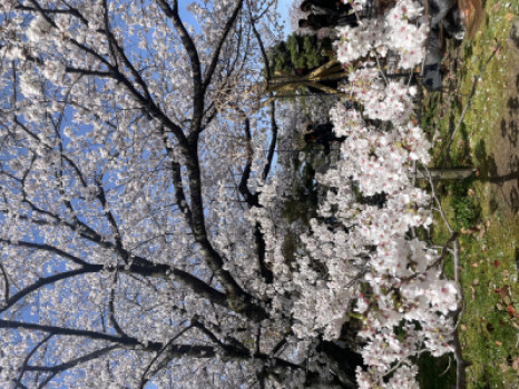 桜祭り?
