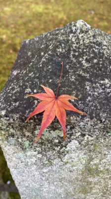 広島の紅葉?