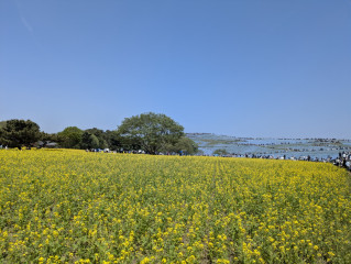 菜の花