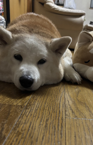 癒し