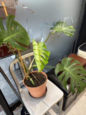 今日も元気に出勤してます