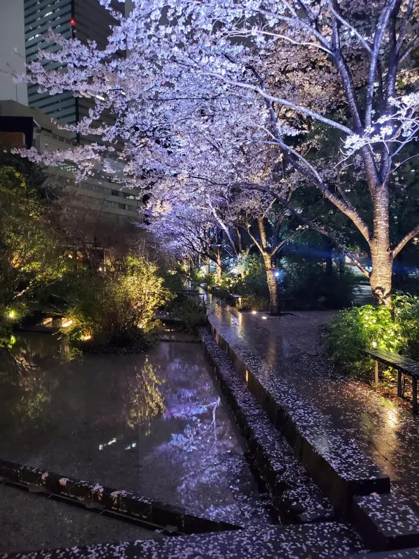 Cherry Blossoms at Night