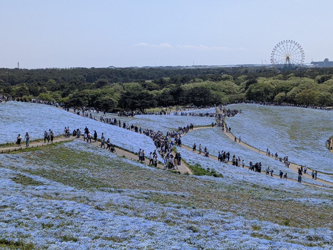 日立海浜公園みはらしの丘