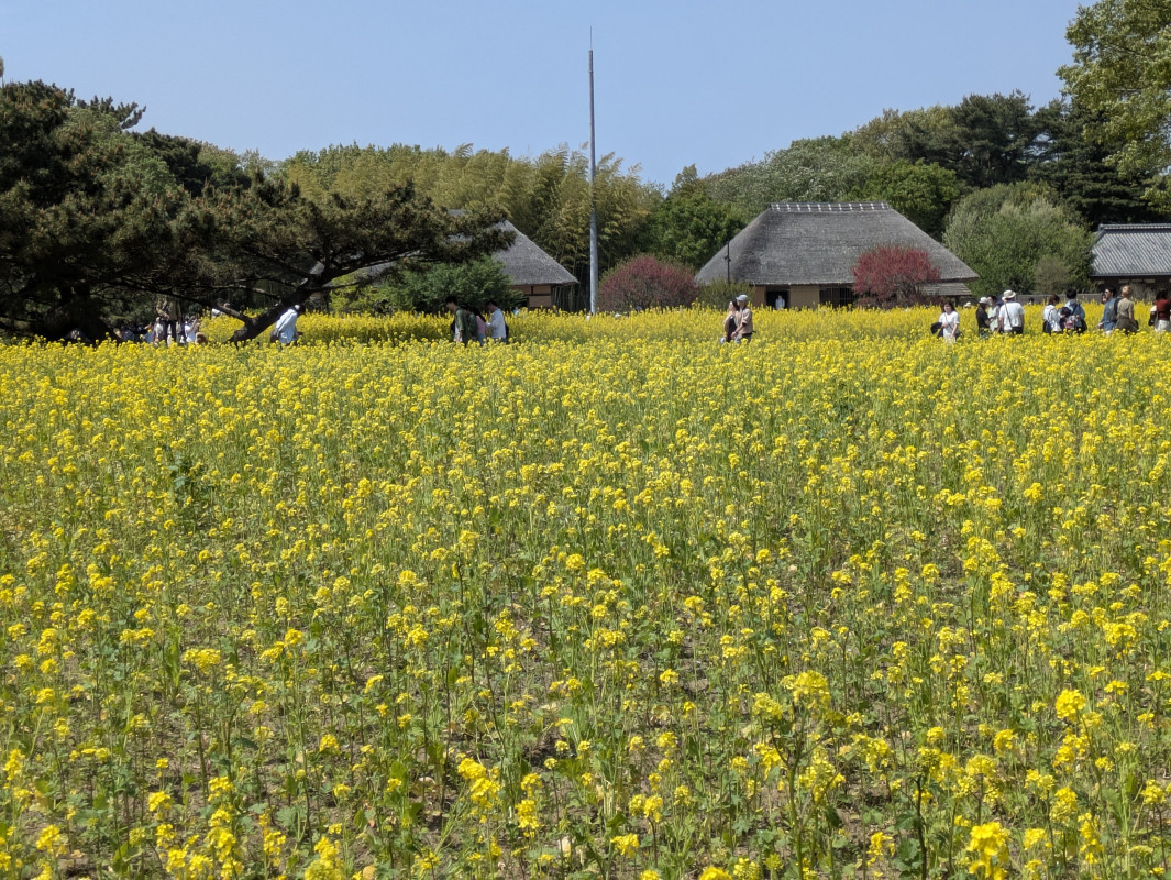 一面の菜の花に、心までほどけた日