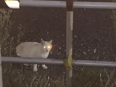 夜の猫の目