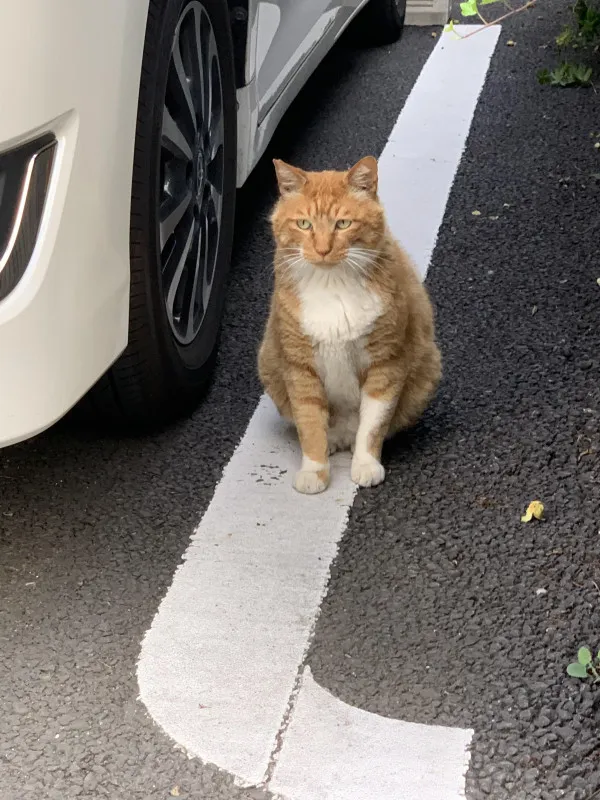 はじめまして。猫ウォッチャー大晴(たいせい)　と　トラです！(=^x^=)