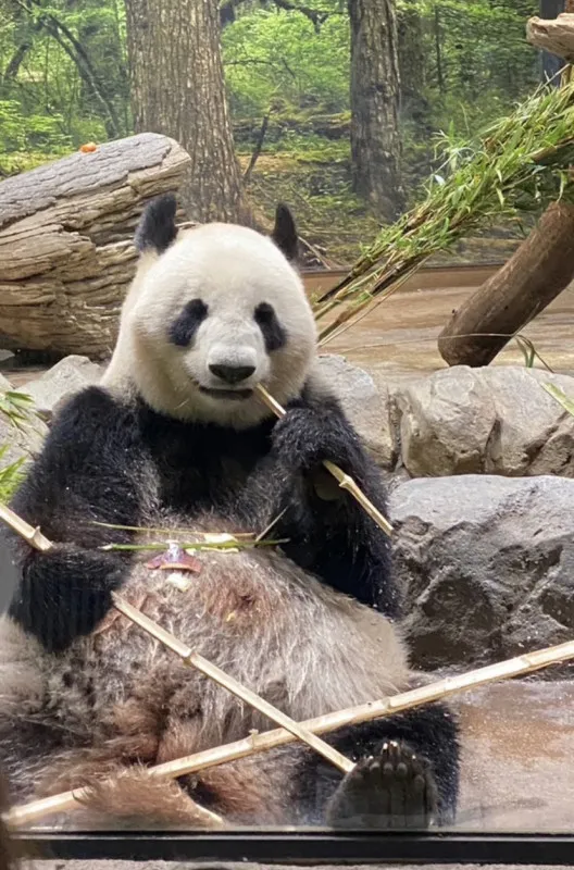 「パンダをのぞく時…