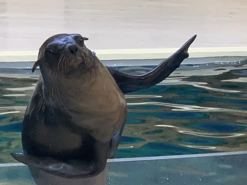 夏といえば海ですが