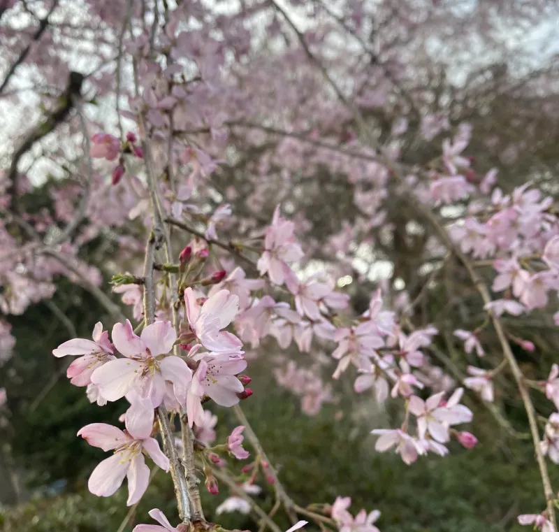 お花見