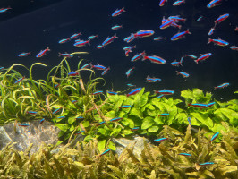 水族館を語る